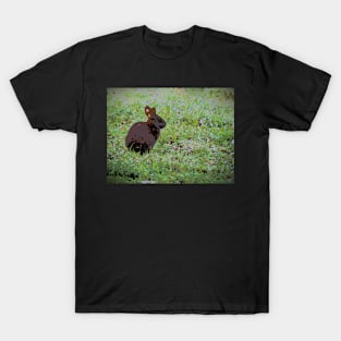 Sitting Bunny in Field T-Shirt